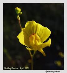 Image result for Utricularia gibba