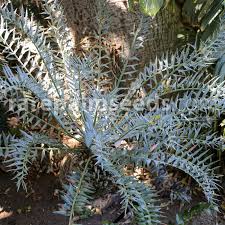 Image result for Encephalartos munchii