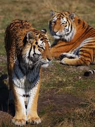 Tigers Are The Largest Member Of The Cat Family Tiger Bigcatswildcats Tiger Siberian Tiger Endangered Animals