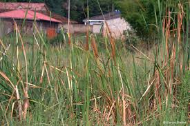Image result for Typha capensis