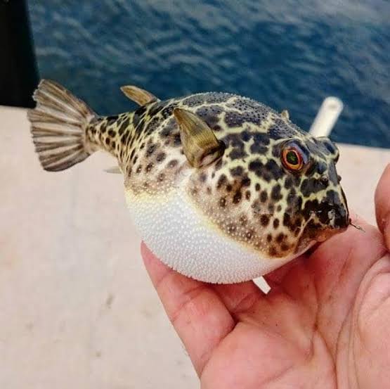 Frightful Fish Tale: Doctors Warn of Poison Pufferfish