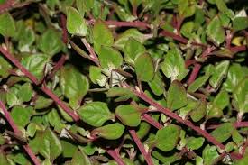 Image result for Tetragonia spicata