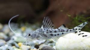 They are perhaps the best example of how poor habitat and care shortens the lifespan of aquarium fish. Pictus Catfish Pimelodus Pictus Care Sheet Aquariadise