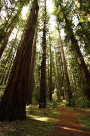 Maybe you would like to learn more about one of these? Easy Hike Picture Of Hendy Woods State Park Boonville Tripadvisor