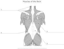 Free unlabeled skeleton diagram vector download in ai, svg, eps and cdr. Card Image Teaching Biology Muscle Muscular System
