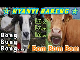 Maybe you would like to learn more about one of these? Lucunya Sapi Kambing Nyanyi Bong Bong Lalala Song Youtube