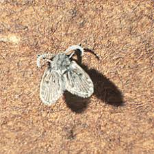 drain flies (moth flies) ohioline