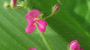 Image result for Pseudarthria