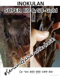Maybe you would like to learn more about one of these? Kayu Termahal Di Dunia Posts Facebook