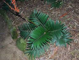 Image result for Chamaedorea radicalis