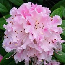 Rhododendron Christmas Cheer Rhododendron Christmas Cheer Pink And Blue Flowers