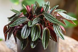 Image result for Peperomia molleri