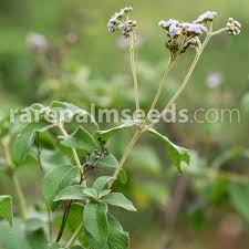 Image result for Bothriocline longipes