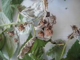 Image result for Raspberry spur blight