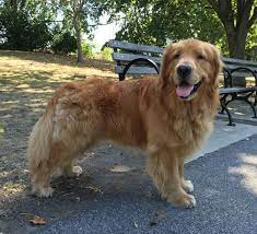 Justviral Net Find Viral Images Online Golden Retriever Cute Dog Pictures Dogs Golden Retriever