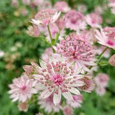Image result for Astrantia major `Roma`