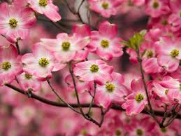 Pink varieties of flowering dogwood (cornus florida) such as rubra and prairie pink brighten the garden each spring by filling their branches with pastel select an area of the garden for your pink dogwood. Ctevrg0qlhiexm