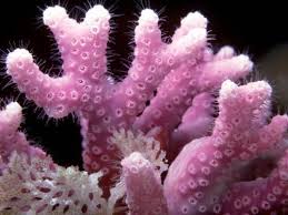 Pink Coral Coral Reef Plants Coral Reef Animals Coral Reef