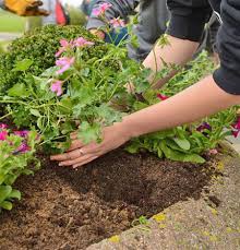 Your next weekend adventure awaits, and it's filled with fun. Planting Flowers Trees In Fall Winter Visit Our Nursery In Tampa