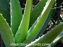 When landscaping, keep humuilis out of standing water. Is Aloe Vera Barbadensis Miller The Most Beneficial Variety