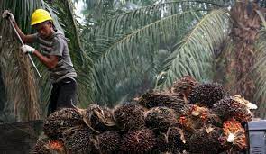 Kerana waze, toyota corona sangkut! Pokok Kelapa Sawit In English