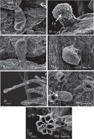 Image result for Fagonia isotricha