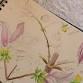 Botanical Art and Nature Journaling event image