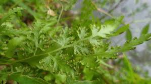 Image result for Lygodiaceae