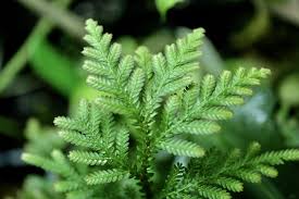 Image result for Selaginella eublepharis