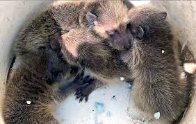 A Gouldsboro Woman Found These Raccoon Babies Under Her Porch And Wow Are They Loud