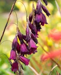 Image result for Dierama inyangense