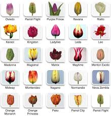 Your one stop shop for flowers, gifts & more! Tulip Color Guide Flirty Fleurs The Florist Blog Inspiration For Floral Designers