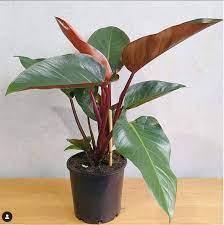 Maybe you would like to learn more about one of these? Buy Philodendron Red Congo Plant Online At Nursery Nisarga