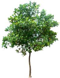 20 Tree Png Images Free Cutouts For Architecture Landscape Interior Renderings Tree Photoshop Photoshop Tree Drawing