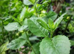 Check spelling or type a new query. 8 Manfaat Daun Beluntas Untuk Kesehatan Dan Cara Mengonsumsinya Ringtimes Bali