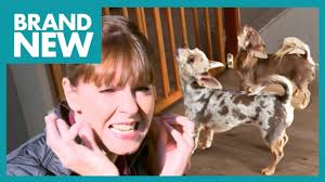 Terrible Two Have a Big Issue with Squealing