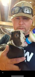 Bottle Feeding and Cuddle Time with Baby Goats at Oak Aged Farm