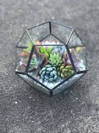 Diy Succulent Terrarium Kit 7x6 Black Etsy Diy Succulent Terrarium Succulents Diy Succulent Terrarium