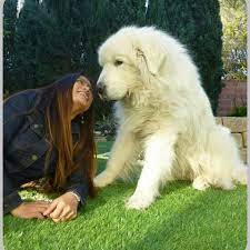 Check spelling or type a new query. 79 Great Pyrenees Big White Fluffy Dog Breeds L2sanpiero