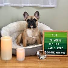 Leave a comment on 120 male french bulldog names. What Are The Best French Bulldog Names For My Puppy K9 Web
