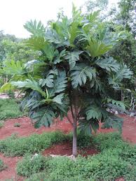Image result for Artocarpus