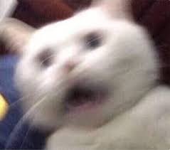 Pin By Cyvieal On Dsf In 2020 Cat Memes Cute Cat Memes Animal Jokes