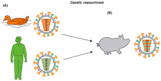 Symptoms tend to come on quickly influenza b is the second most common type of influenza virus that causes the seasonal flu. Influenza Virus An Overview Sciencedirect Topics