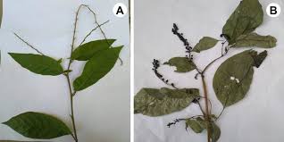 Image result for Petiveria