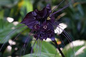 Bat Plant Bat Flower Bat Plant Plants