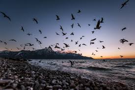 صلاة الفجر عباد الرحمن فهي نور يومكم dream catcher photo wall