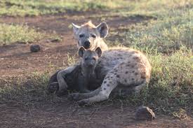 Guest Videos: Are Aardwolves in the Dog Family? – Flight To Wonder