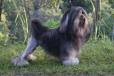 Lowchen (Little Lion Dog) Info, Temperament, Puppies, and ...