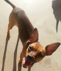 Mr Beau Jangle Is A Chihuahua Mix Chihuahua Mix Chihuahua Doggy