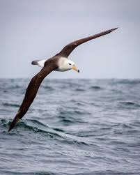 draw panosundaki pin